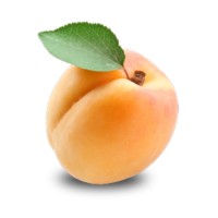 Prunus armeniaca